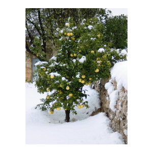 Pamplemousse sous la neige